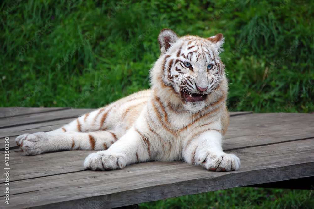 Fototapeta premium White Tiger Cub With Funny Muzzle Expression