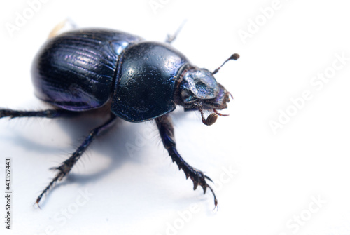 close-up photo of big female stag-beetle