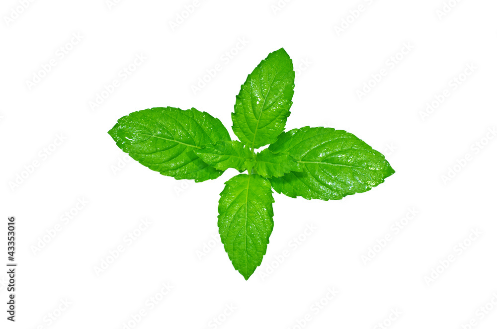 Fresh basil leaves, isolated on a white background. Fresh basil leaves, isolated on a white background.