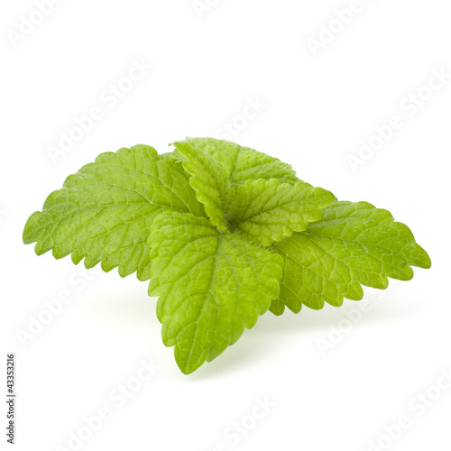 Peppermint or mint bunch