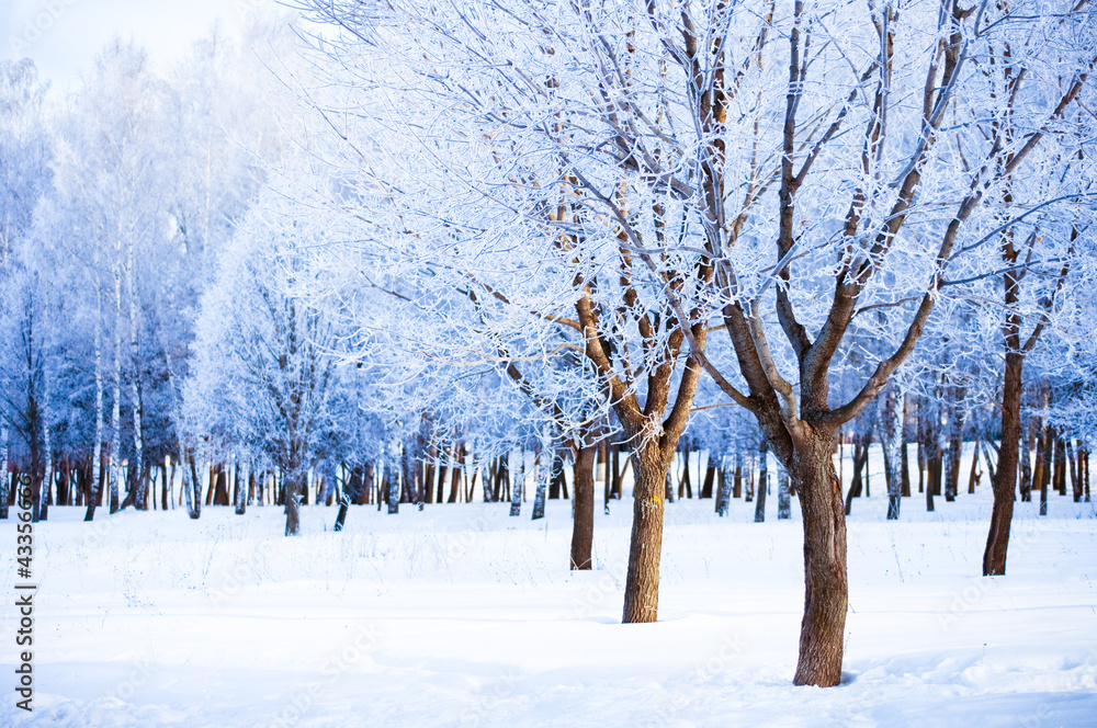 Winter landscape Winter landscape