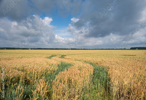 Corn growing on a field in summer