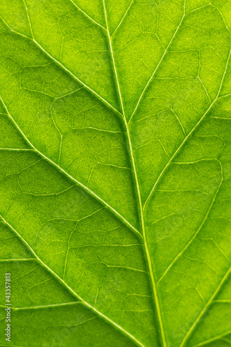 Green leaf