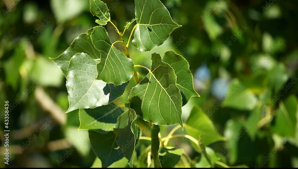 Green leaves swinging in the wind. Green leaves swinging in the wind.