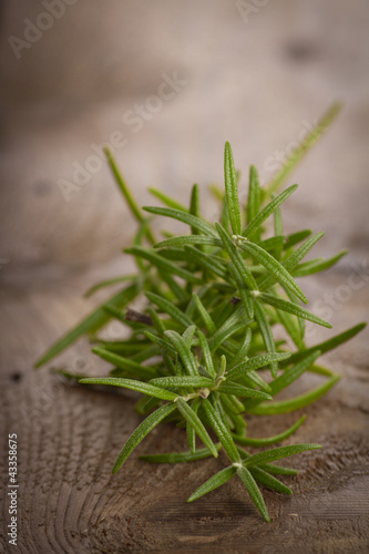 Rosmarin-Rosmarinus officinalis