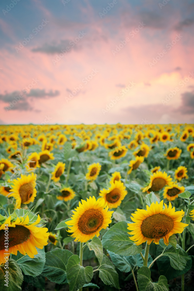 Fototapeta premium Sunflower field in the sunset