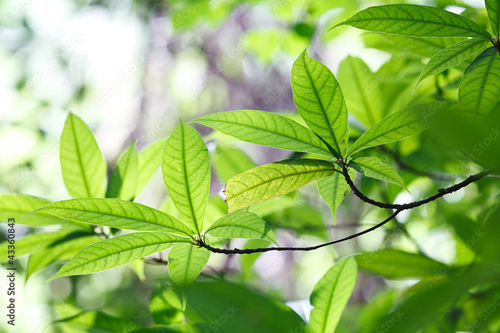 Obraz premium Bright green leaves