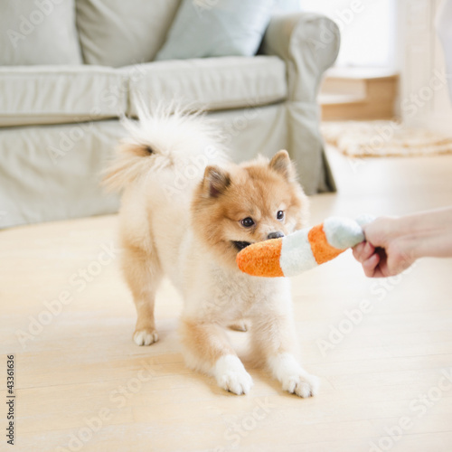 Pomeranian dog playing with dog toy photo