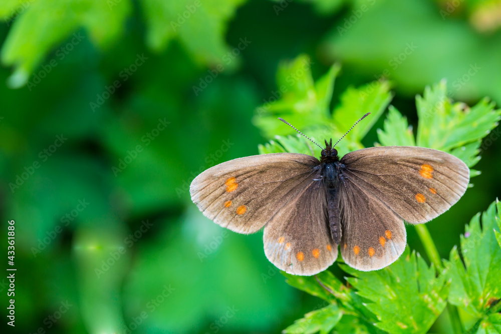 Obraz premium butterfly on a green leaflet in Nature flora and fauna