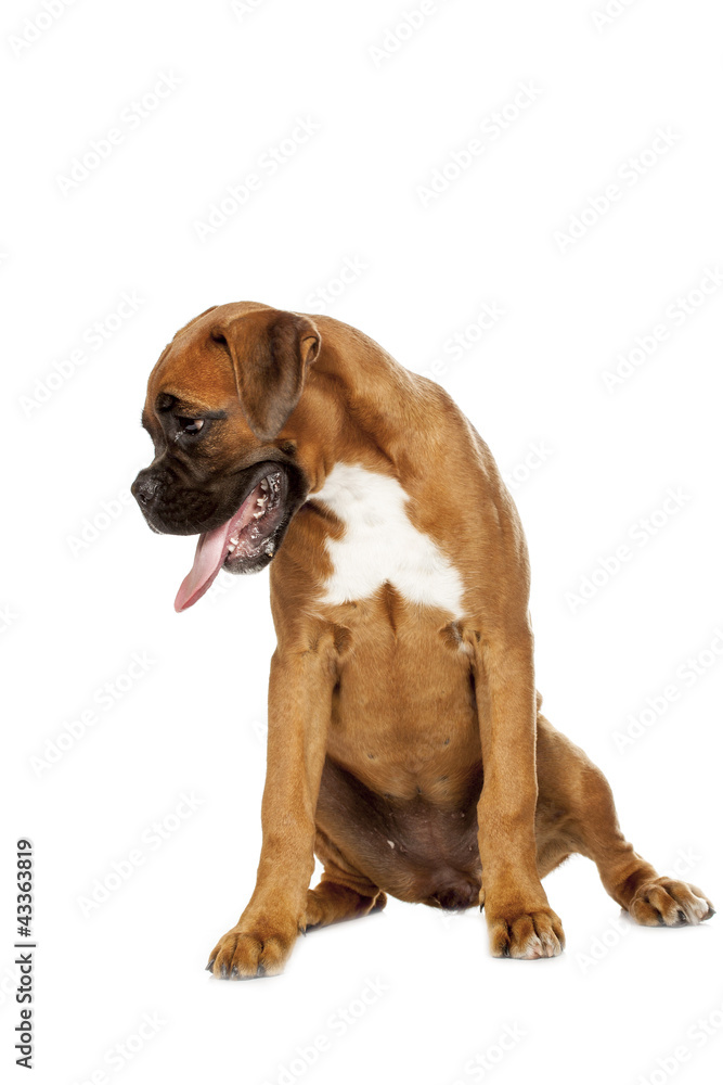 Obraz premium German Boxer puppy (5 month)