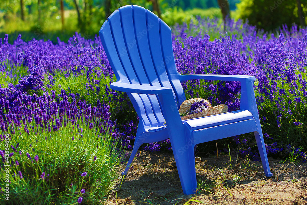 Fototapeta premium Blue chair in a purple field of lavender