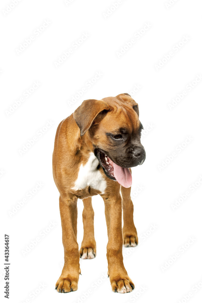 German Boxer puppy (5 month)