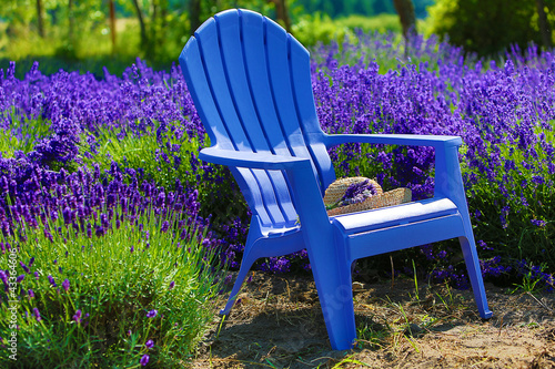 Fototapeta Naklejka Na Ścianę i Meble -  Blue chair in a purple field of lavender