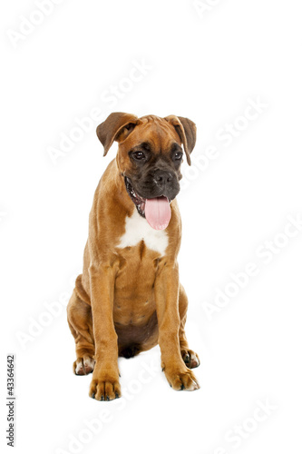 German Boxer puppy (5 month) © Kavita