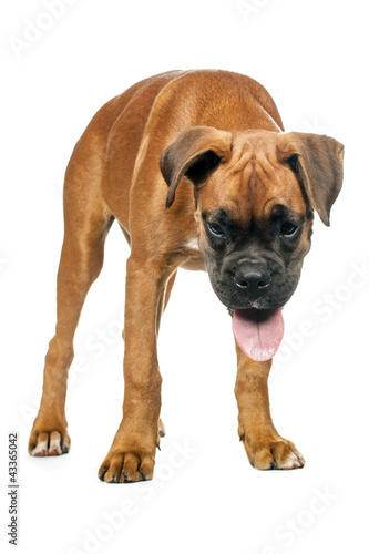 German Boxer puppy  5 month 