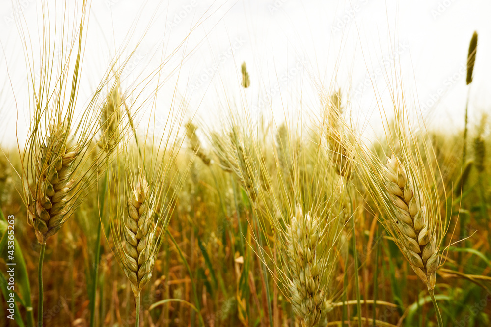 Obraz premium ripening ears of wheat field on the background of the setting su