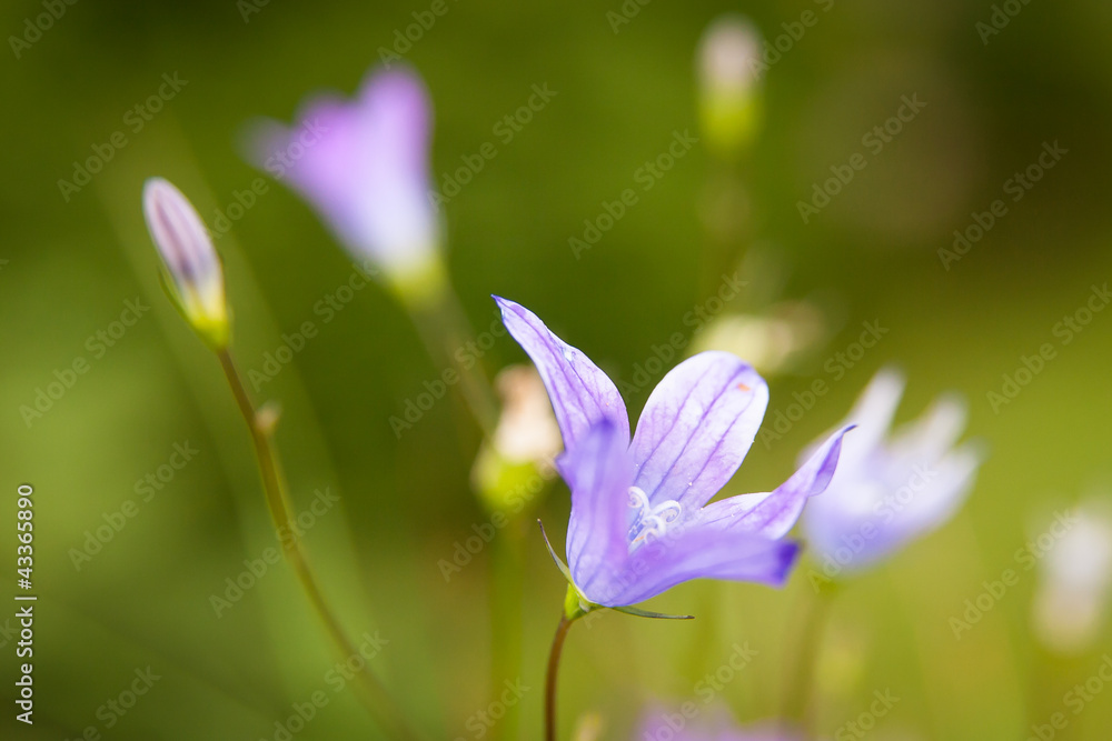 Violet flower on the meadow