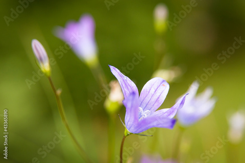 Fototapeta Naklejka Na Ścianę i Meble -  Violet flower on the meadow