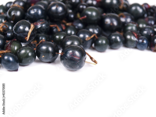 currant on a white background