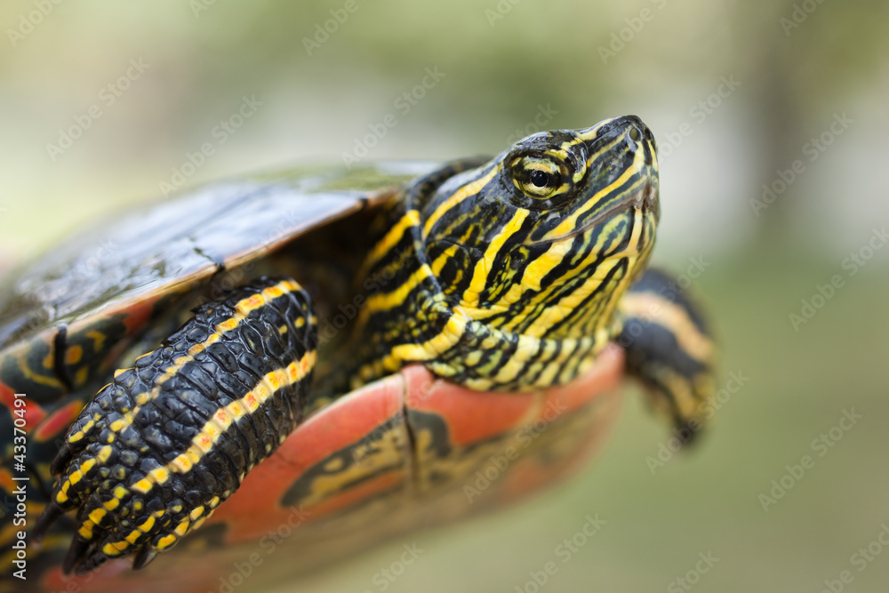 Fototapeta premium painted turtle (Chrysemys picta)