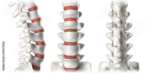 Spine anatomy lumbar region - lateral, anterior, posterior