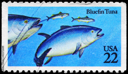 USA - CIRCA 1986 Bluefin Tuna