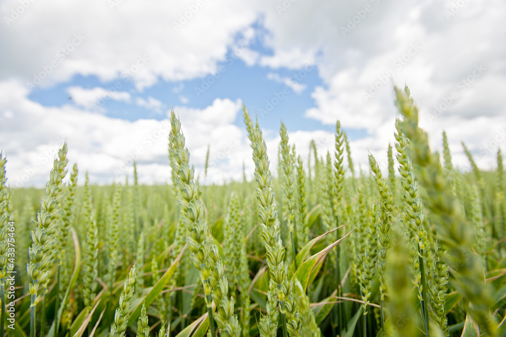 wheat growing in a field wheat growing in a field