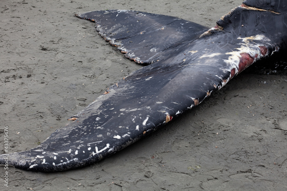 Obraz premium Humpback whale washes ashore and died