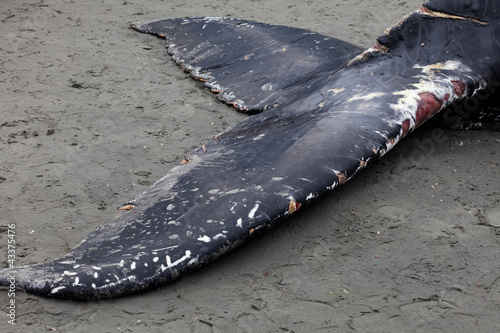 Humpback whale washes ashore and died