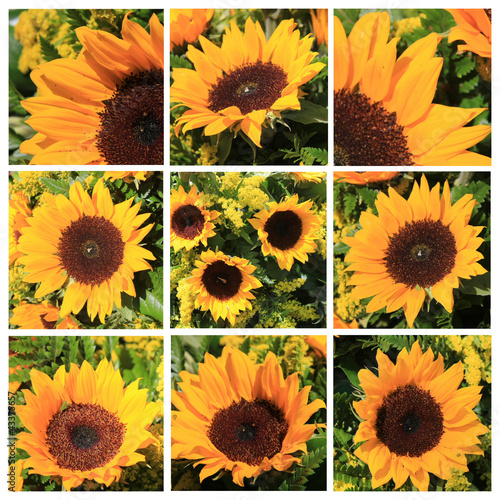 Sunflower collage