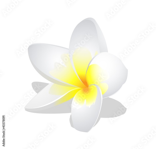 fragrant frangipani