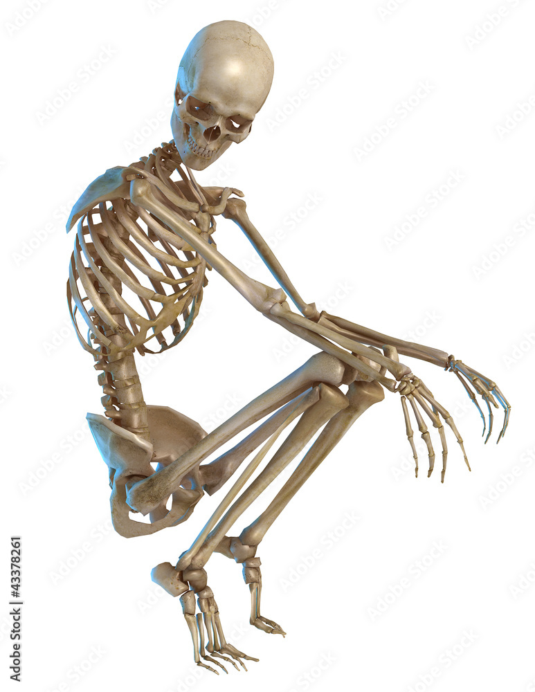 skeleton Stock Illustration | Adobe Stock