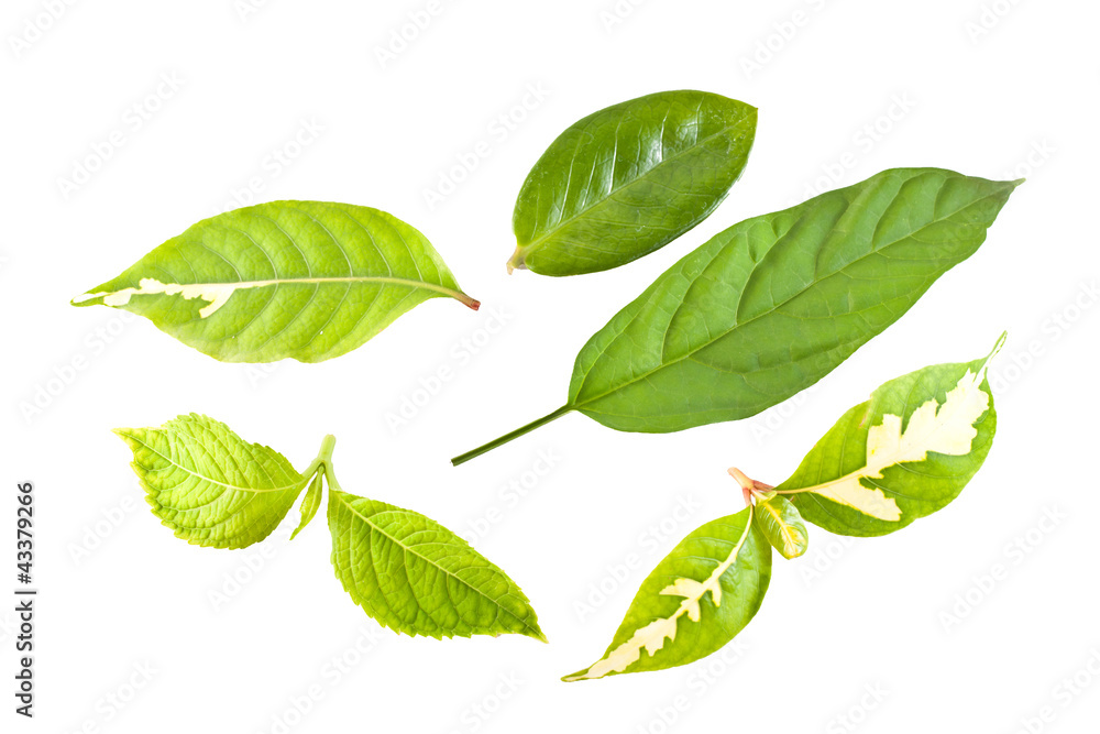 Green leaf on white background Green leaf on white background