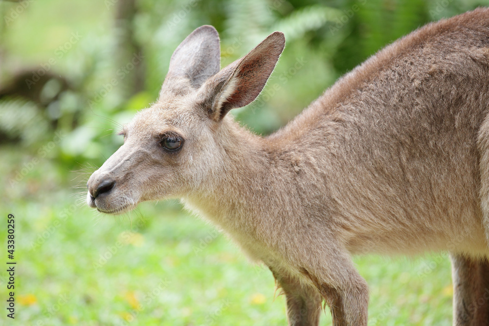 kangaroo kangaroo