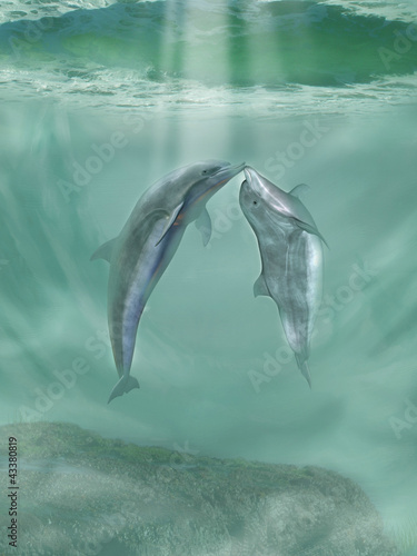 Photography dolphins