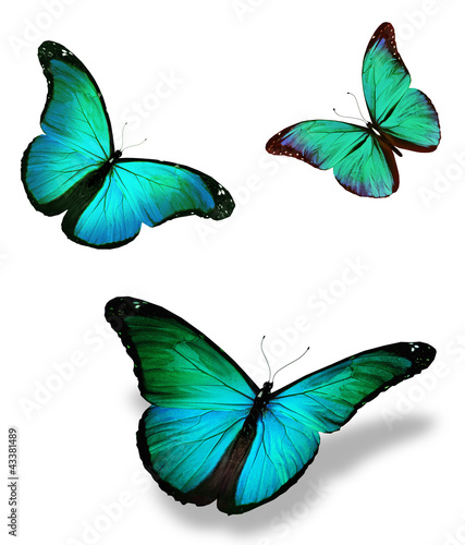 Three turquoise butterfly "morpho", isolated on white background © suns07butterfly