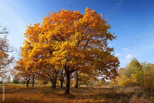 Autumn lanscape with oak grove