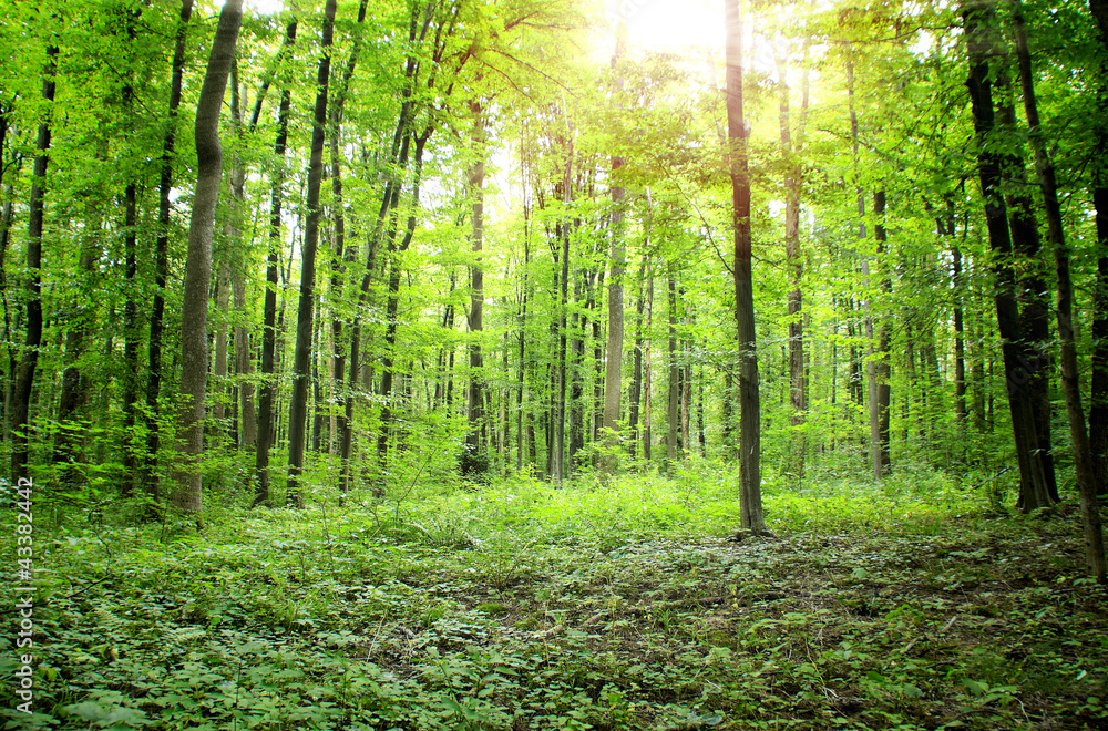 Obraz premium Forest