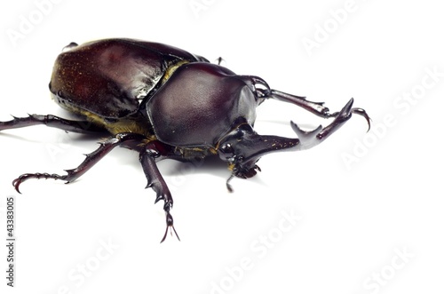 Canvastavla カブトムシ　‐Japanese rhinoceros beetle‐