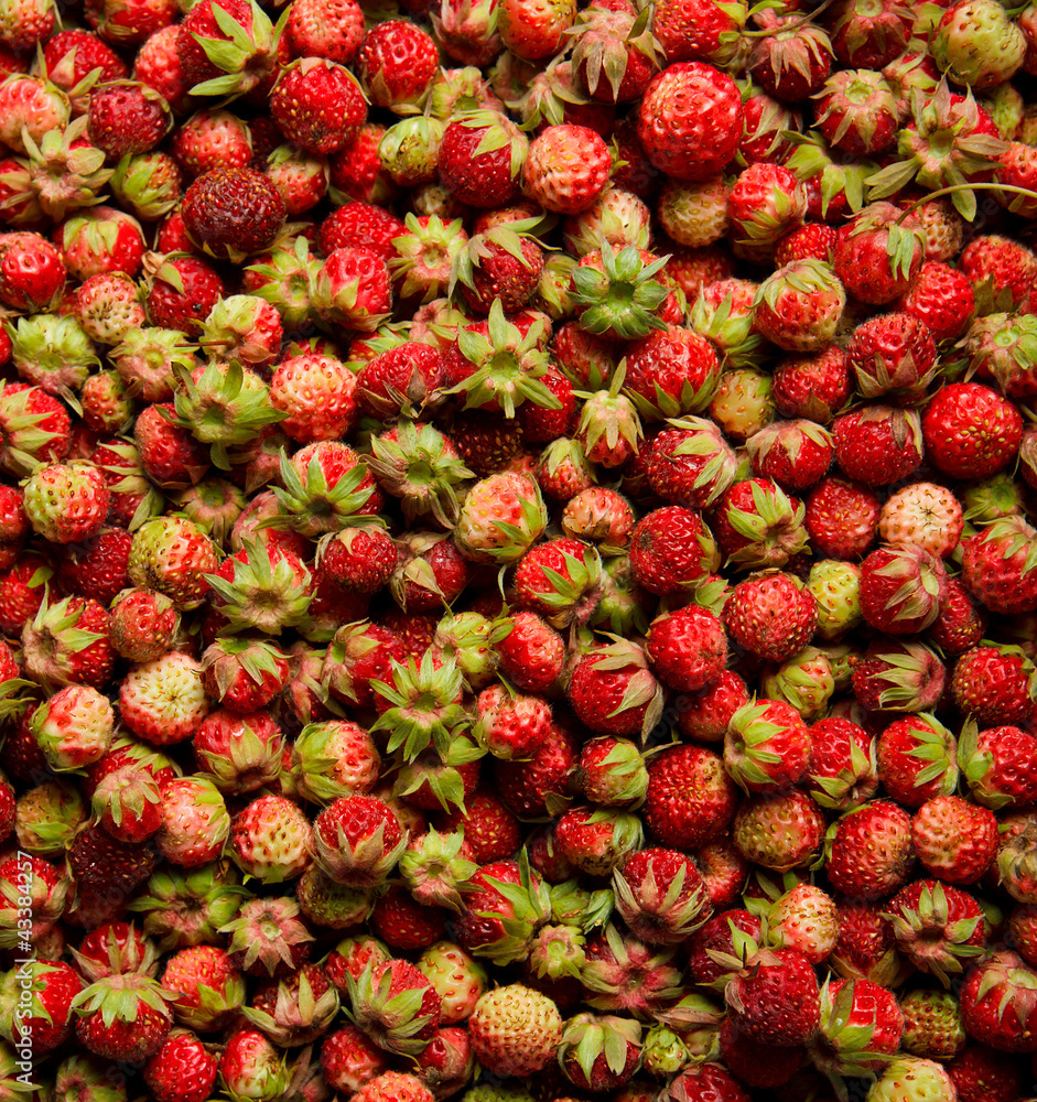 Harvest fresh strawberries Harvest fresh strawberries