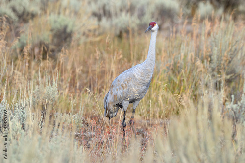 Sandhill Crane in high grass