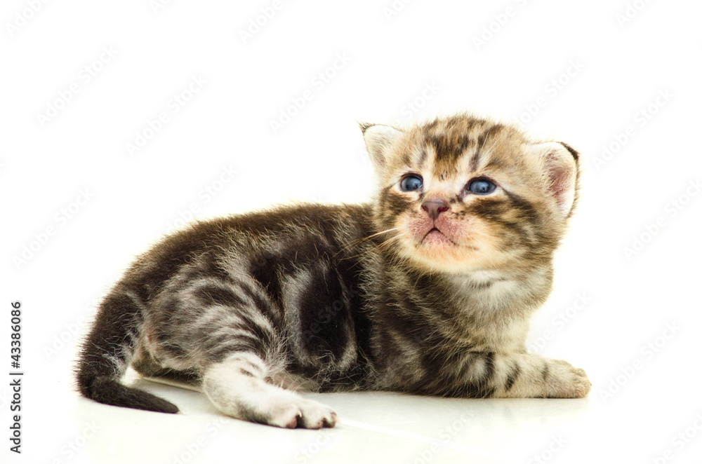 Baby Cat Baby Cat
