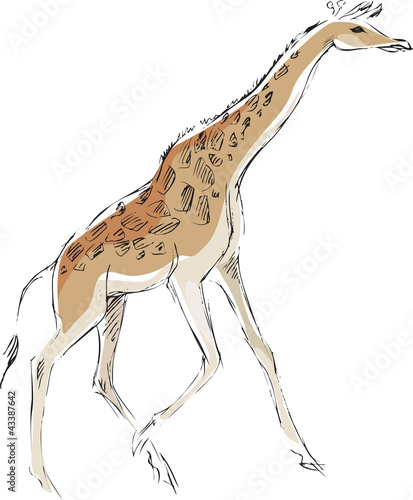 the drawn giraffe