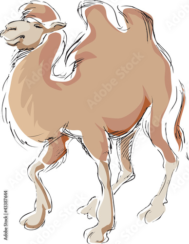 the drawn camel