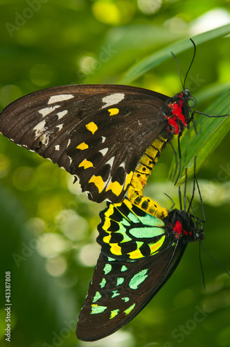 Cairns Birdwing Butterfly photo