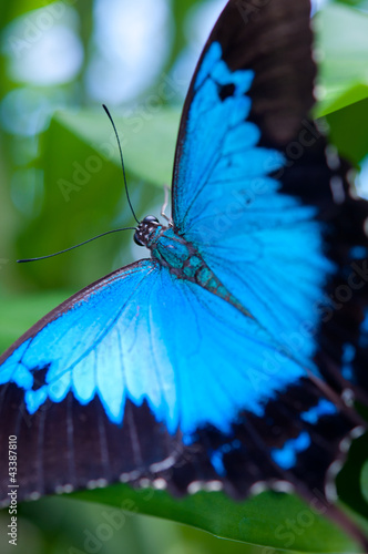 Ulysses Butterfly