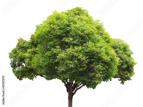 Tree isolated