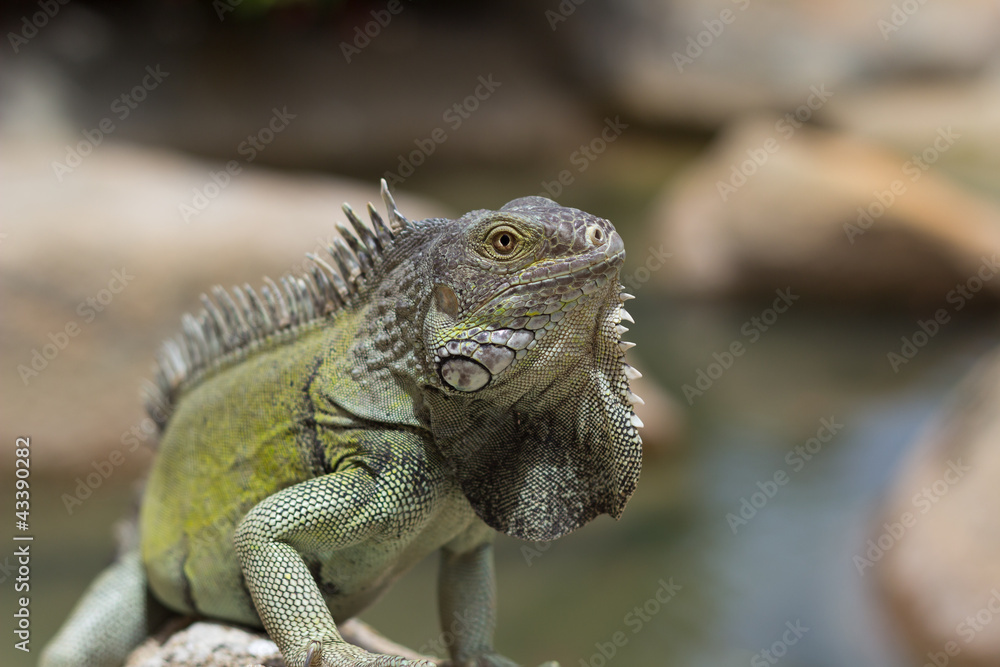 Green Iguana bathing in the sun, Aruba Green Iguana bathing in the sun, Aruba