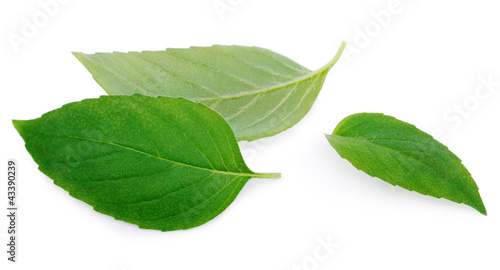 Fresh green mint leaves on white
