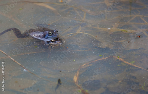 Frogs in spring